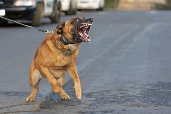 Dog Bite Law in California provided by James K Sadigh, accident attorney Los Angeles.